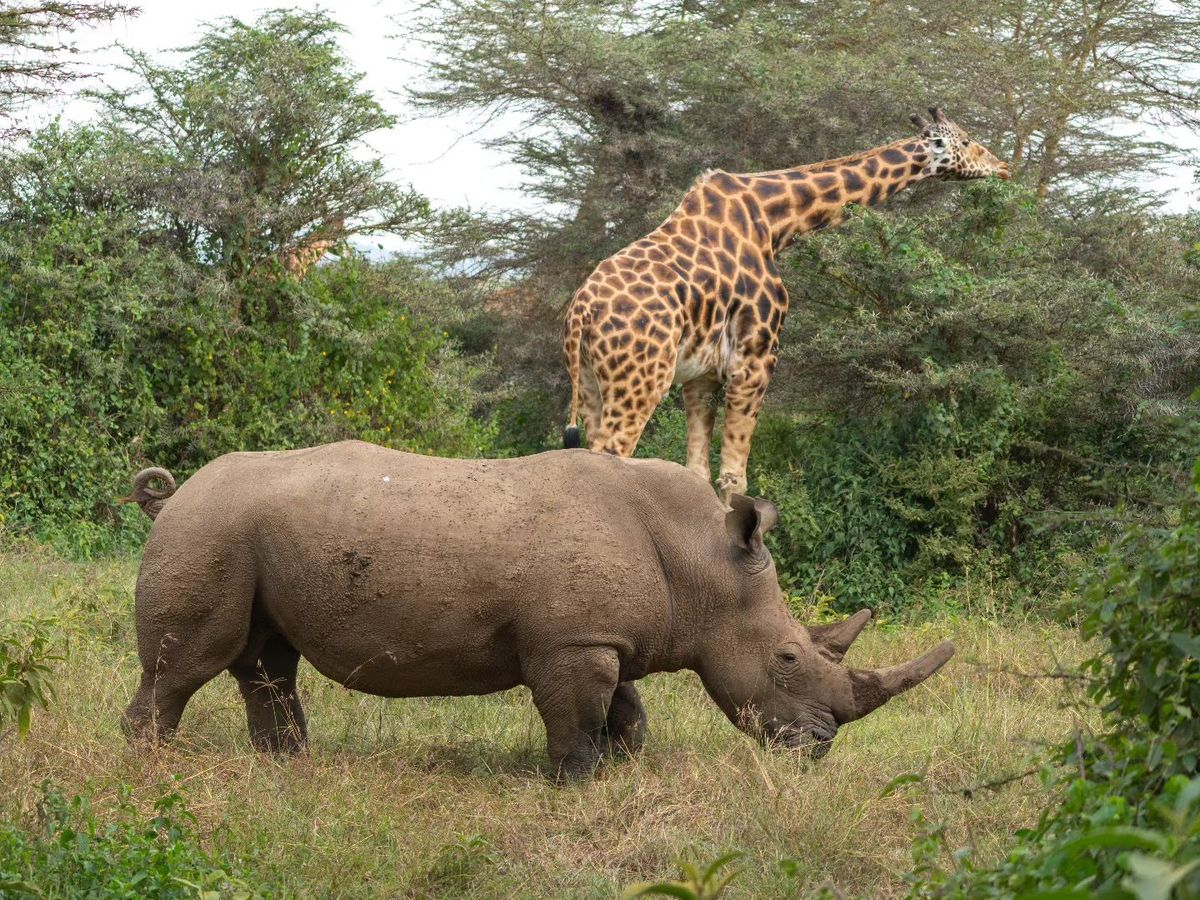 Kenya Wildlife Adventure 4