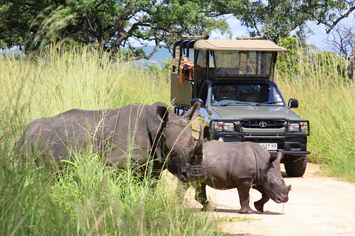 African Safari Adventure