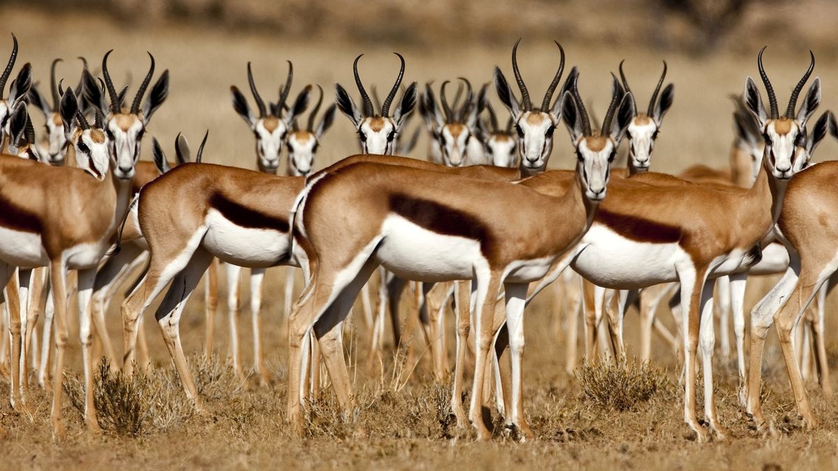 9 Days Coastal Safari