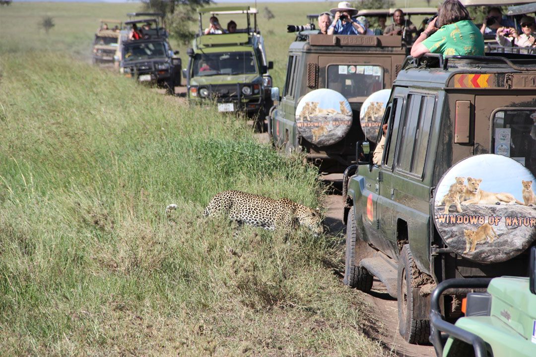 Maasai Mara Safari